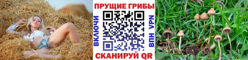 наркошоп  Ржев  Псилоцибиновые грибы мухоморы 